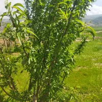 فروش-زمین-کشاورزی