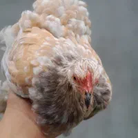 کوشین نیمچه ۴ماهه