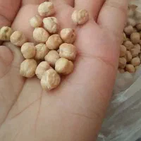 نخود بذری