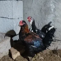 مرغ خانگی وخروش جوان ۴۰تاج