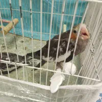 عروس هلندی