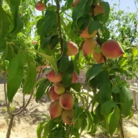 باغ-و-باغچه