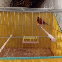 تعدادی قناری