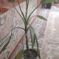 گل های دیفن خوشگل وسالم