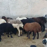 میش جون باب پروار