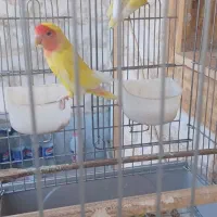 فروش کوتوله برزیلی