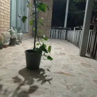 گل زیبا|گل و گیاه طبیعی|مراغه, |دیوار