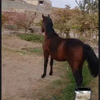 کره اسب