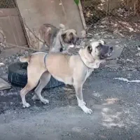 سگ سرایی ادم