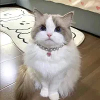 گربه|گربه|بوشهر, |دیوار
