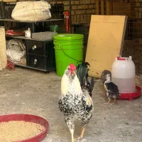 خروس چهل تاج گلین لری