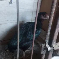 مرغ لاری وجوجه