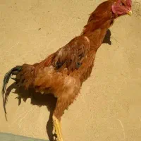 تعدادی خروس لاری از نسل و نژاد معتبر