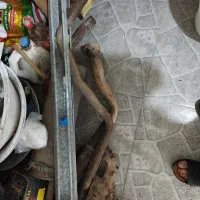 جا آب ودان کبوتر بلدرچین و...نو