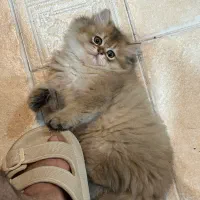 بریتیش لانگ هیر گلد