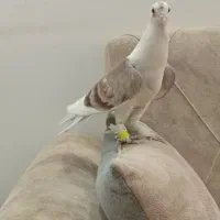کفتر جوجه