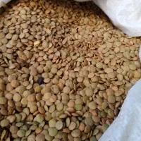 عدس دیم|خوردنی و آشامیدنی|نقده, |دیوار