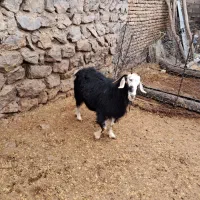 بز‌چاق|حیوانات مزرعه|نورآباد, |دیوار