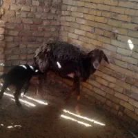 میش جوان بره دار