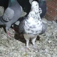 کبوتر تهرانی