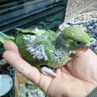 جوجه ملنگو نر  خریدا رم