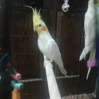 عروس هلندی