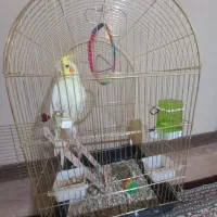 عروس هلندی با قفس