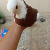 کبوتر