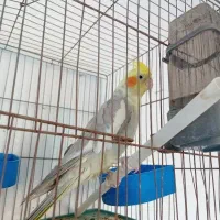 عروس هلندی