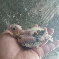 جوجه عروس هلندی سرلاکی