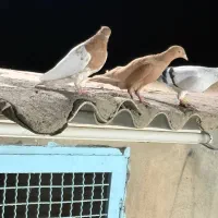 کفتر