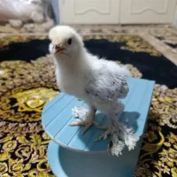 جوجه برهما از مولدین امتیاز داره کشور