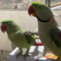 شاه طوطی مولد