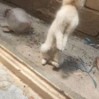 خرگوش نر