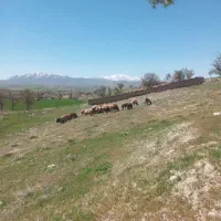 بره برای قربانی
