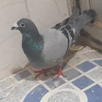 کبوتر