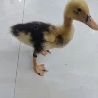 جوجه اردک