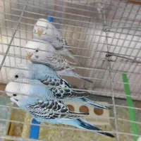 مرغ عشق رنگ خاص