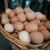 تخم مرغ محلی تک ودوزرده