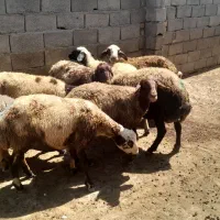 10میش جوان