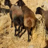 11عدد شیشک افشاری پستون کرده