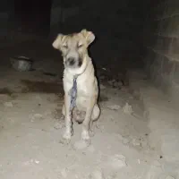 دوتوله قرمزه ماده سرابی ومشکی نر قدریجونی