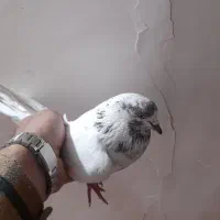 کفتر ماده کله ای