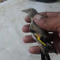 جوجه سهره