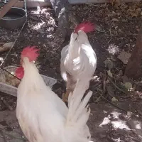 خروس