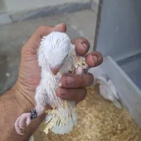 دوعدد جوجه راهب آلبینو یا تست