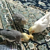 عروس مولد