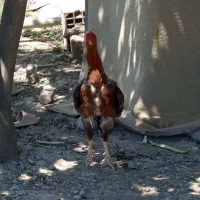 خروس لاری