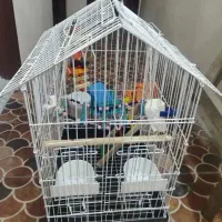 قفس با تمام وسایل