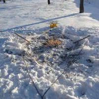 طور بلبل گیری